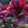 Dark red lilies labeled "Firebolt" in garden.