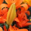 Orange lilies with a prominent closed bud.