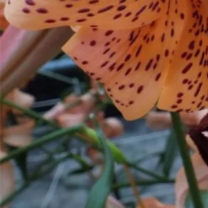 Close-up orange tiger lily petal