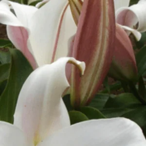 White lilies with pink-striped buds close-up