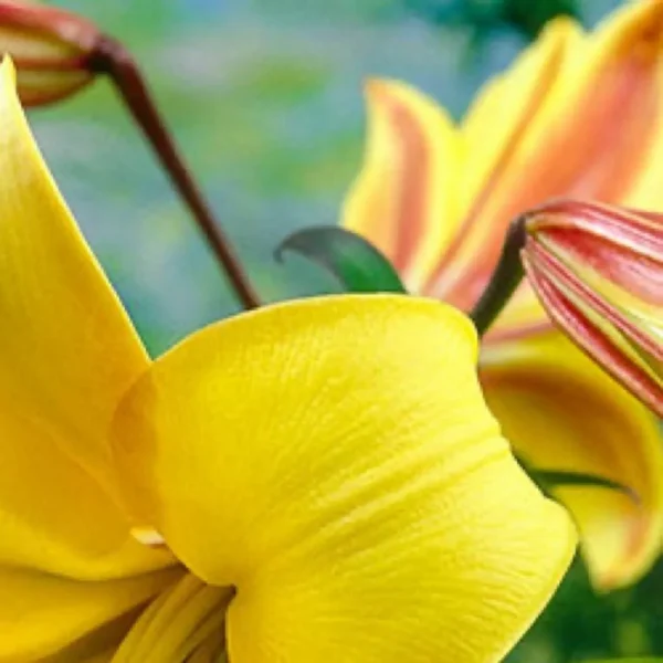 Yellow and pink lilies in bloom.