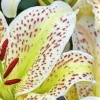 White lily with red speckles close-up.