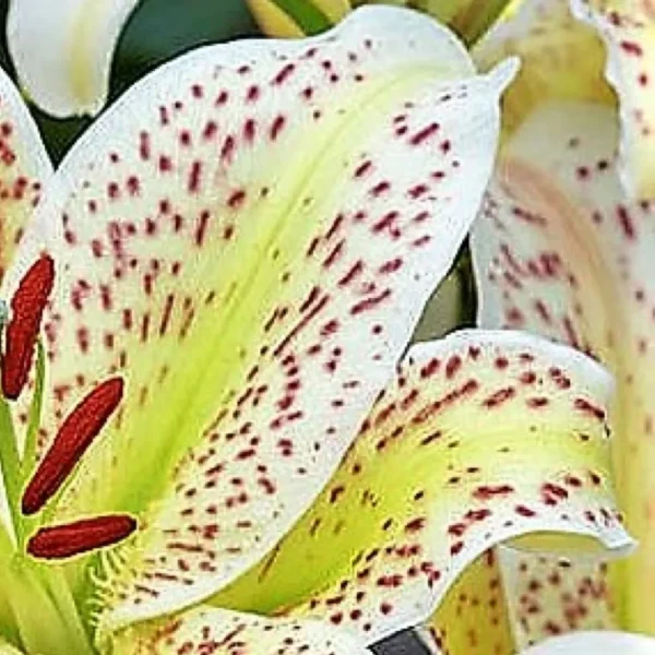 White lily with red speckles close-up.