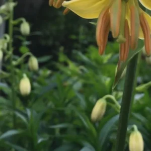 Yellow flower with green buds and leaves.