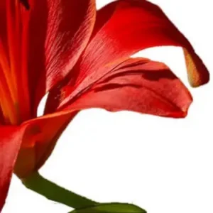 Curving red lily petal and green stem