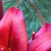 Close-up of red lily petals and stamen