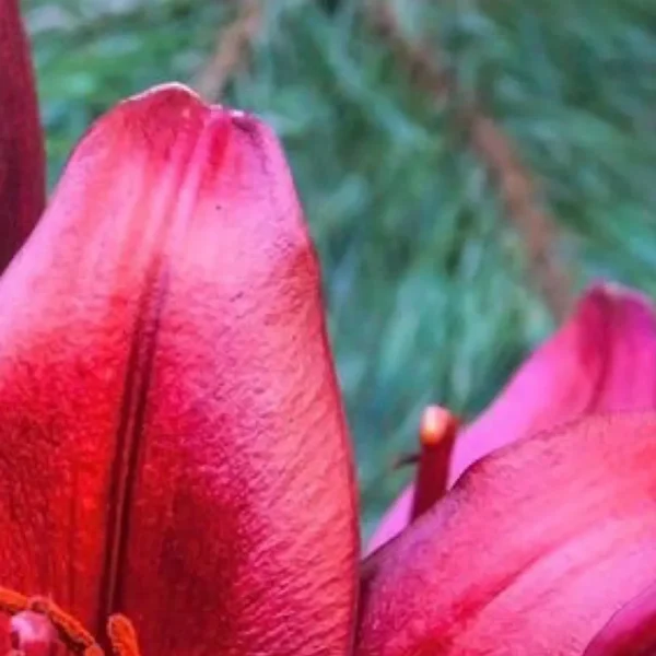 Close-up of red lily petals and stamen
