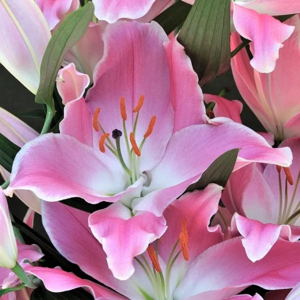 Close-up of pink lilies with orange stamens