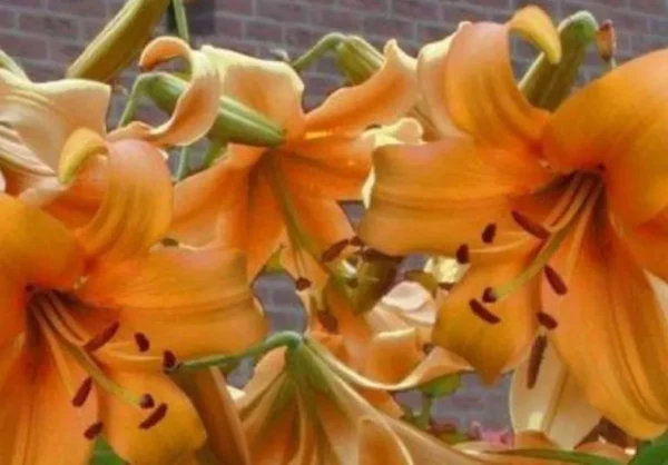 Orange lilies with brick background.