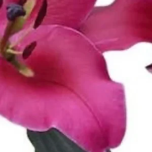 Pink lily flower with visible stamen.