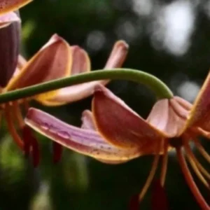 Close-up of pink lilies with raindrops.