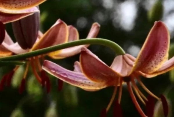 Close-up of pink lilies with raindrops.