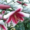 Pink and white lilies in a greenhouse.