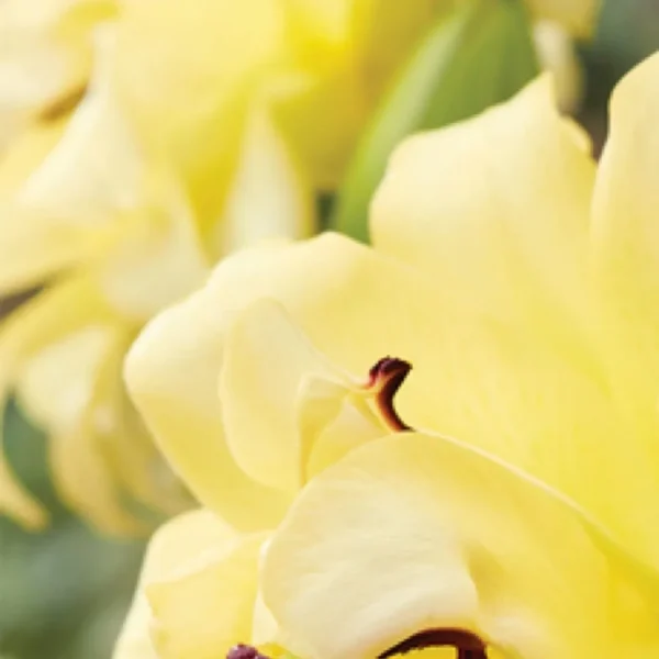 Close-up of soft yellow rose petals