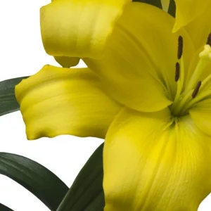 Close-up yellow lily blossom with green leaves