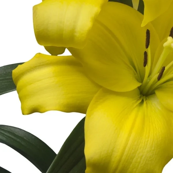 Close-up yellow lily blossom with green leaves