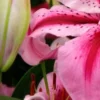 Close-up of pink lily petals and stamens