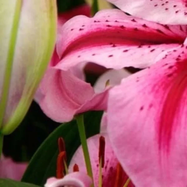 Close-up of pink lily petals and stamens
