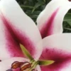 Pink and white lily close-up.
