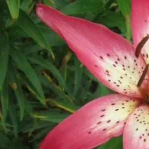 Pink lily with green leaves in background.