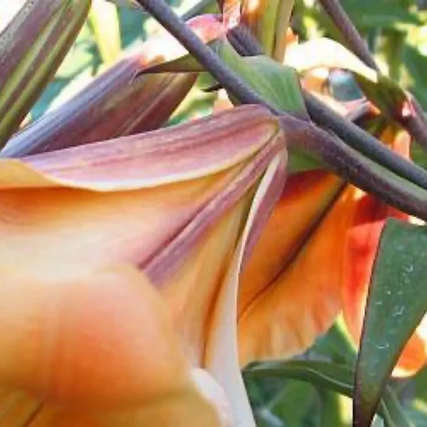 Peach-colored lilies blooming on stems.