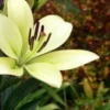 Pale yellow lily in bloom.