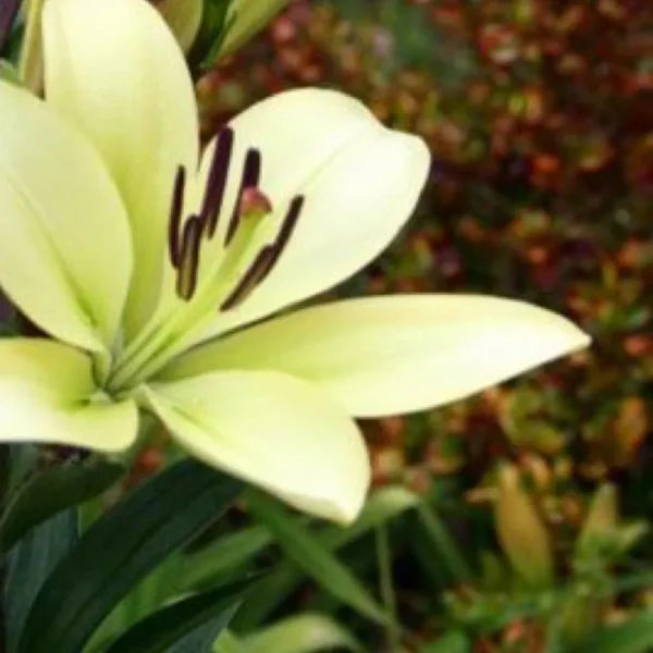 Pale yellow lily in bloom.