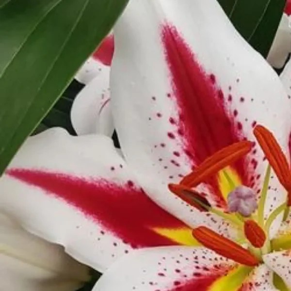 White lily with red streaks and orange stamens