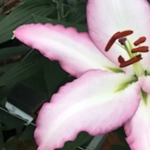 Pink Asiatic lily flower blossom.