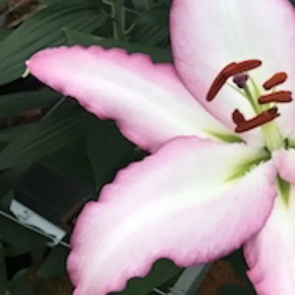 Pink Asiatic lily flower blossom.