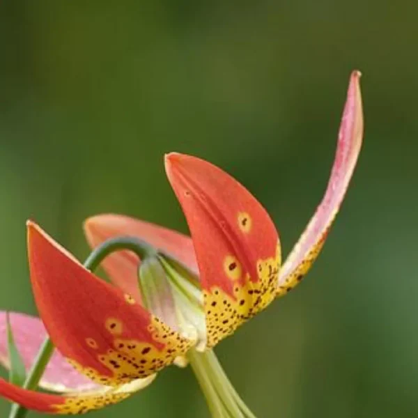 Orange wood lily flower blossom.