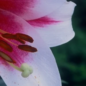 Pink and white lily flower closeup.