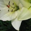 Close-up of white lily with stamens