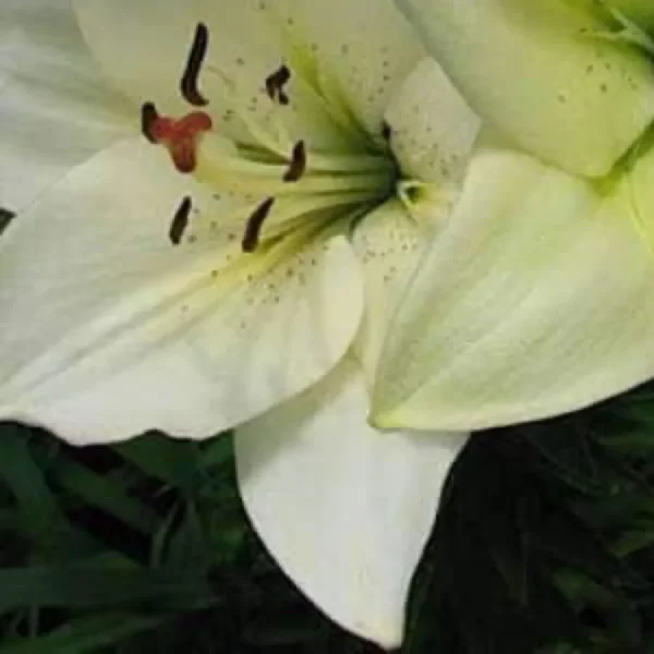 Close-up of white lily with stamens