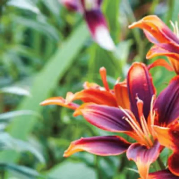 Vibrant purple and orange lily close-up
