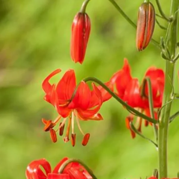 Red flowers with green blurred background.