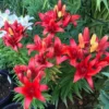 Vibrant red lilies blooming in a garden.