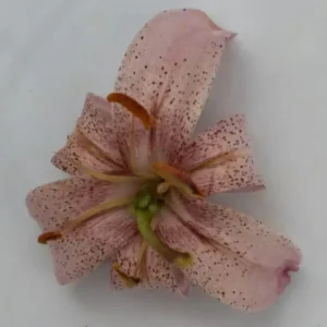 A pink flower with green stems and leaves.