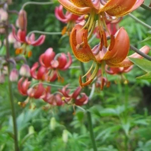 Orange spotted Turk's-cap lilies in bloom