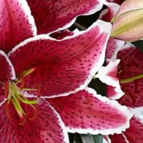 Pink lilies with white-edged petals.