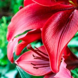 Close-up of vibrant red lily flowers.