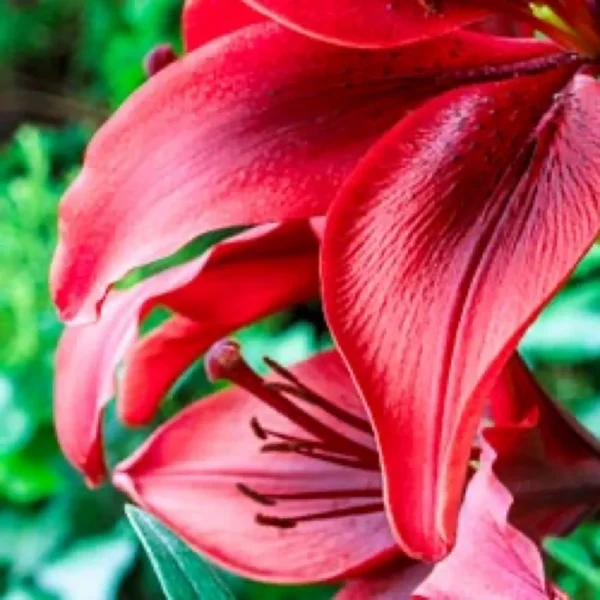 Close-up of vibrant red lily flowers.