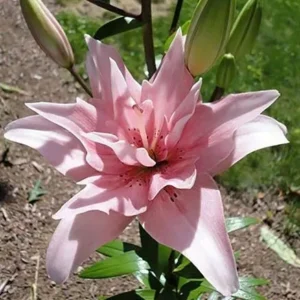 Pink double lily with unopened buds