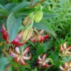 Red and white flowers with green leaves.