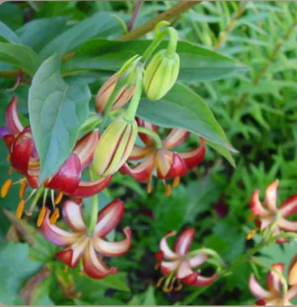 Red and white flowers with green leaves.