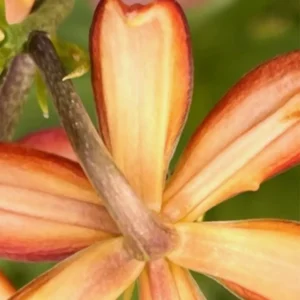 Close-up of vibrant orange and yellow flower.