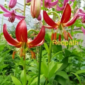 Red and pink flowers in garden.