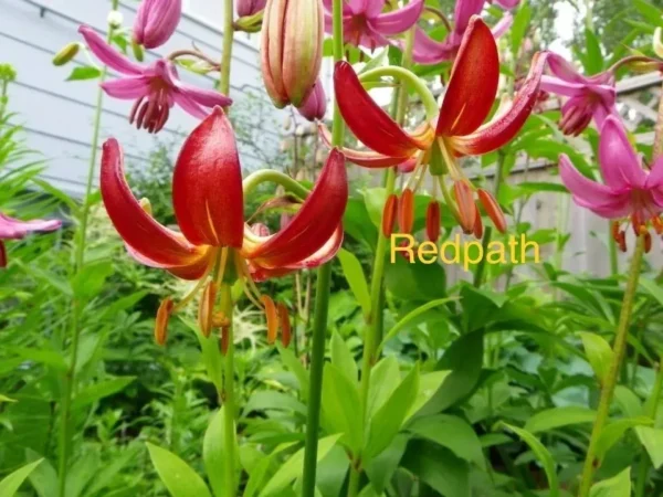 Red and pink flowers in garden.