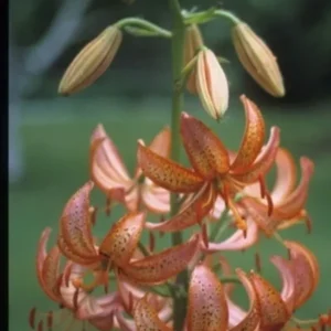 Orange lilies blooming on a tall stem.