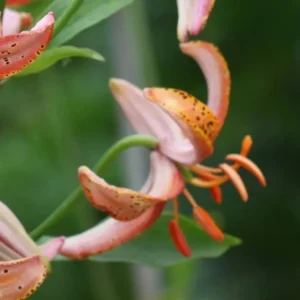 Orange tiger lilies with green leaves.